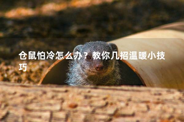 仓鼠怕冷怎么办？教你几招温暖小技巧