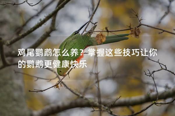 鸡尾鹦鹉怎么养？掌握这些技巧让你的鹦鹉更健康快乐