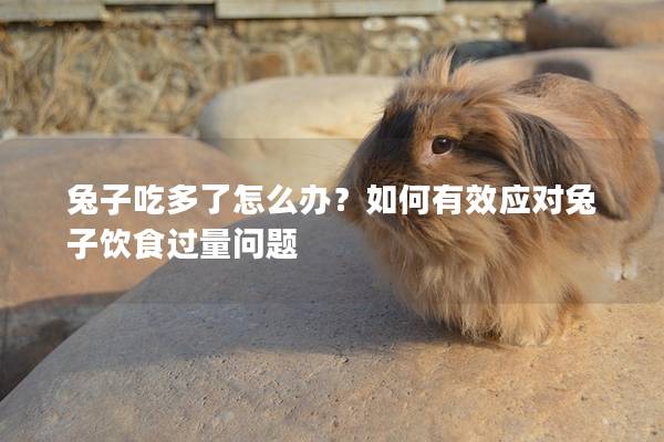 兔子吃多了怎么办？如何有效应对兔子饮食过量问题
