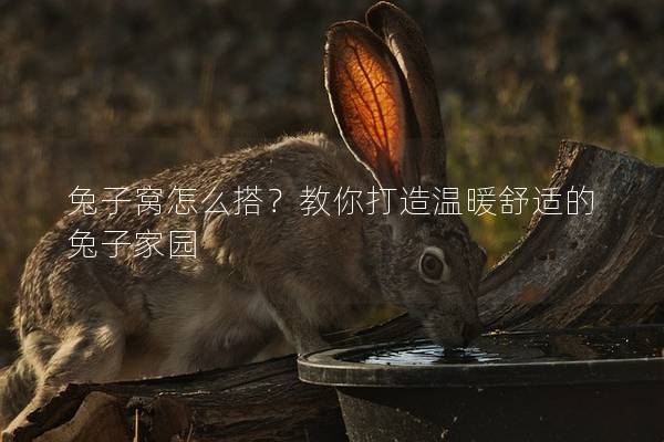兔子窝怎么搭？教你打造温暖舒适的兔子家园