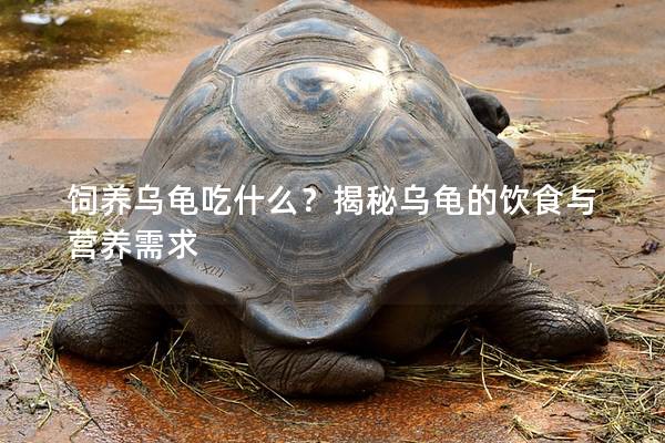 饲养乌龟吃什么？揭秘乌龟的饮食与营养需求