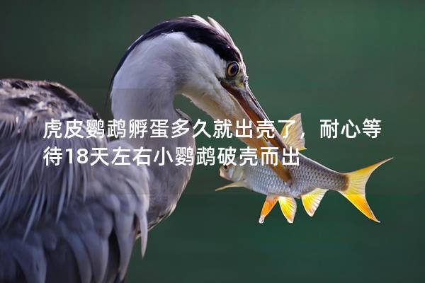 虎皮鹦鹉孵蛋多久就出壳了，耐心等待18天左右小鹦鹉破壳而出