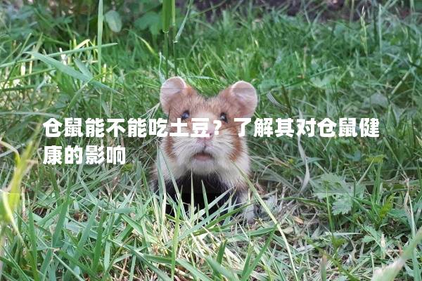 仓鼠能不能吃土豆？了解其对仓鼠健康的影响