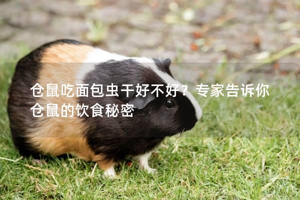 仓鼠吃面包虫干好不好？专家告诉你仓鼠的饮食秘密