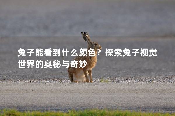 兔子能看到什么颜色？探索兔子视觉世界的奥秘与奇妙