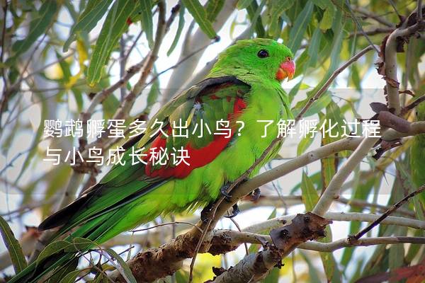 鹦鹉孵蛋多久出小鸟？了解孵化过程与小鸟成长秘诀