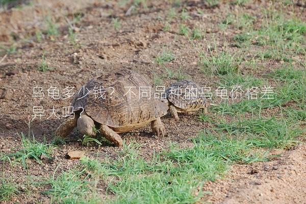 乌龟多少钱？不同品种的乌龟价格差异大吗？