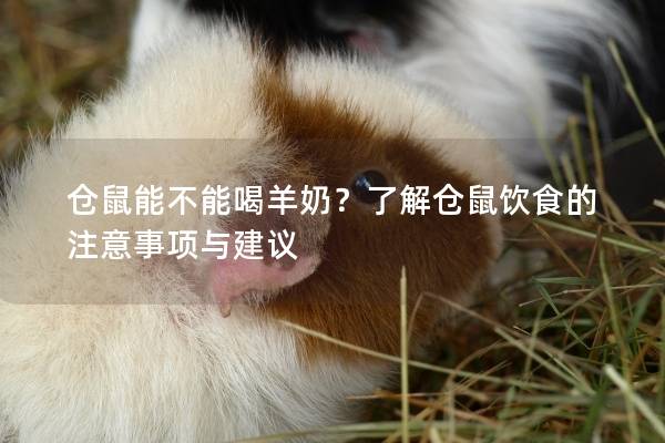 仓鼠能不能喝羊奶？了解仓鼠饮食的注意事项与建议