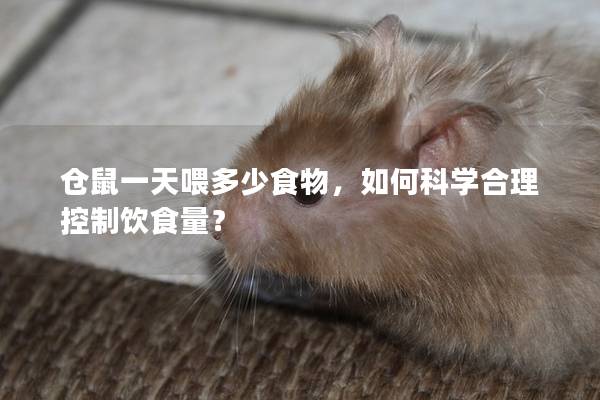 仓鼠一天喂多少食物，如何科学合理控制饮食量？