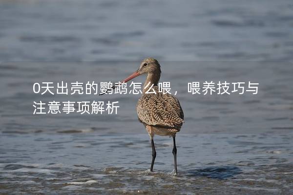 0天出壳的鹦鹉怎么喂，喂养技巧与注意事项解析