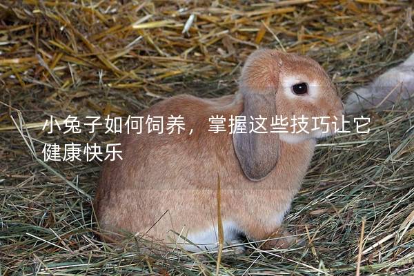 小兔子如何饲养，掌握这些技巧让它健康快乐
