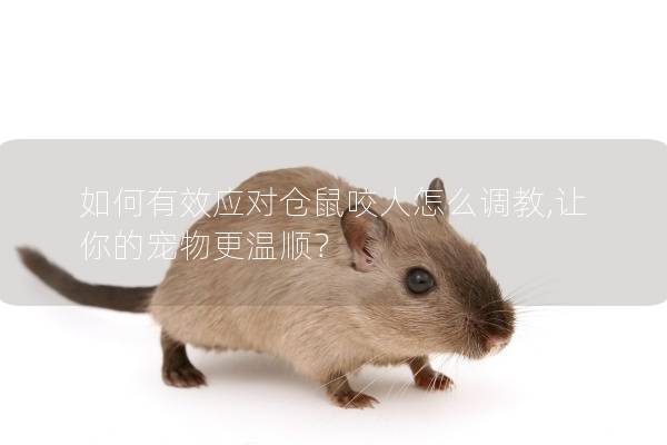 如何有效应对仓鼠咬人怎么调教,让你的宠物更温顺？