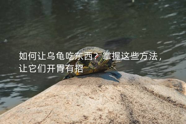 如何让乌龟吃东西？掌握这些方法，让它们开胃有招