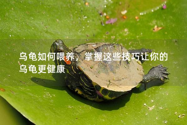 乌龟如何喂养，掌握这些技巧让你的乌龟更健康
