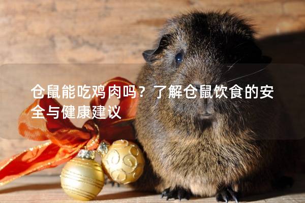仓鼠能吃鸡肉吗？了解仓鼠饮食的安全与健康建议