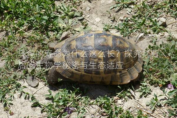 乌龟的寿命为什么这么长？探究其背后的生物学秘密与生态适应
