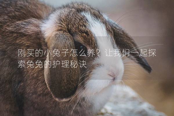 刚买的小兔子怎么养？让我们一起探索兔兔的护理秘诀