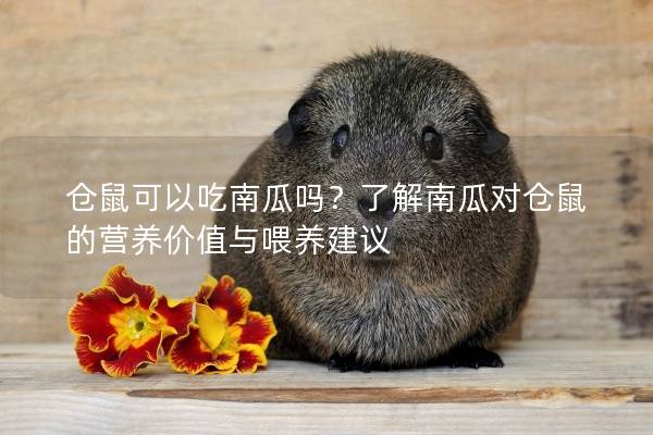 仓鼠可以吃南瓜吗？了解南瓜对仓鼠的营养价值与喂养建议
