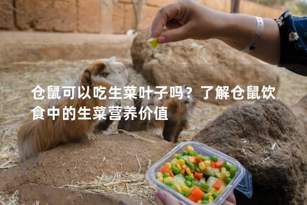仓鼠可以吃生菜叶子吗？了解仓鼠饮食中的生菜营养价值