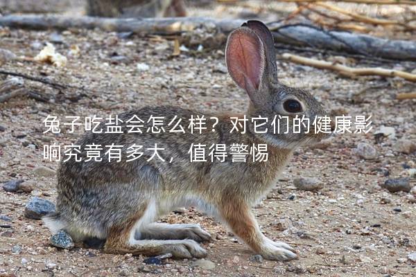 兔子吃盐会怎么样？对它们的健康影响究竟有多大，值得警惕