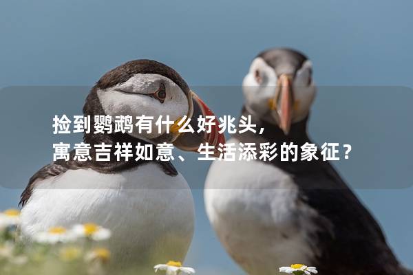 捡到鹦鹉有什么好兆头, 寓意吉祥如意、生活添彩的象征？