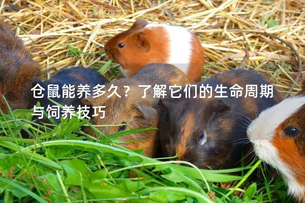 仓鼠能养多久？了解它们的生命周期与饲养技巧