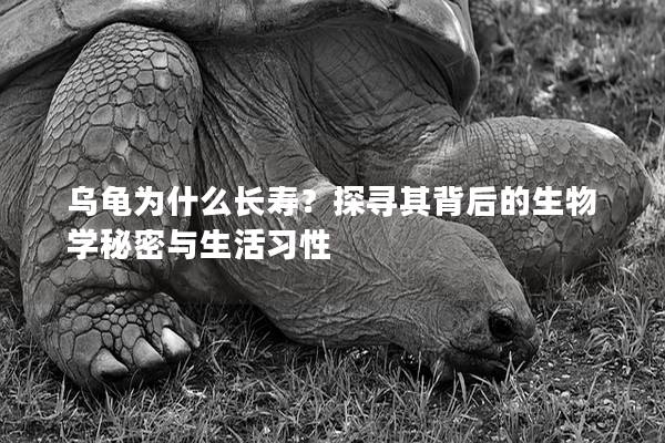 乌龟为什么长寿？探寻其背后的生物学秘密与生活习性