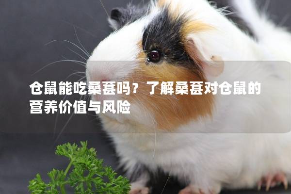 仓鼠能吃桑葚吗？了解桑葚对仓鼠的营养价值与风险