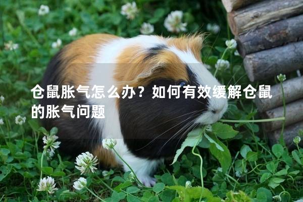 仓鼠胀气怎么办？如何有效缓解仓鼠的胀气问题