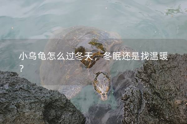 小乌龟怎么过冬天，冬眠还是找温暖？
