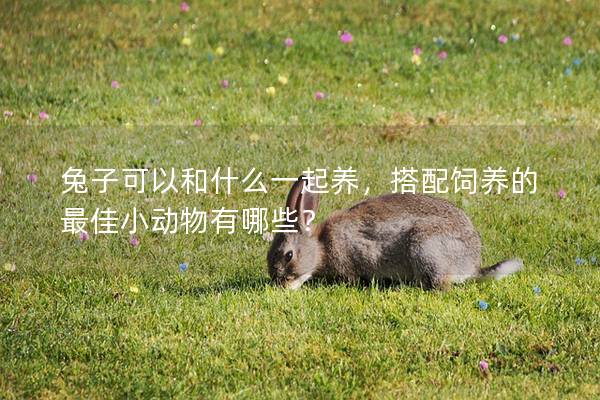 兔子可以和什么一起养，搭配饲养的最佳小动物有哪些？