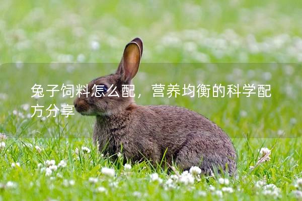 兔子饲料怎么配，营养均衡的科学配方分享