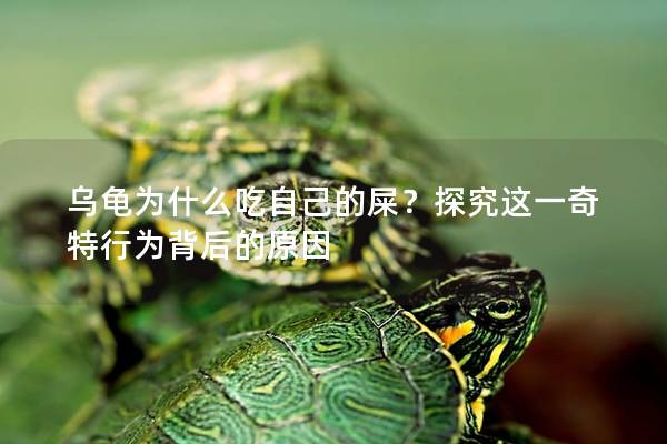 乌龟为什么吃自己的屎？探究这一奇特行为背后的原因