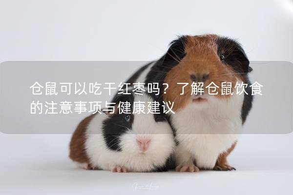 仓鼠可以吃干红枣吗？了解仓鼠饮食的注意事项与健康建议
