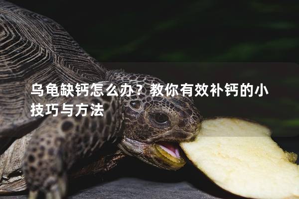 乌龟缺钙怎么办？教你有效补钙的小技巧与方法