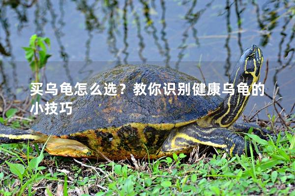 买乌龟怎么选？教你识别健康乌龟的小技巧