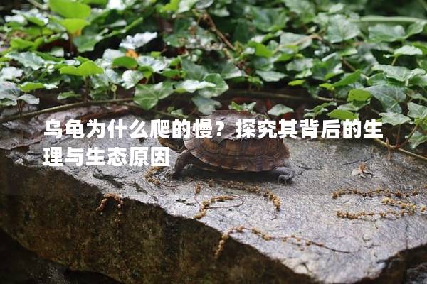 乌龟为什么爬的慢？探究其背后的生理与生态原因