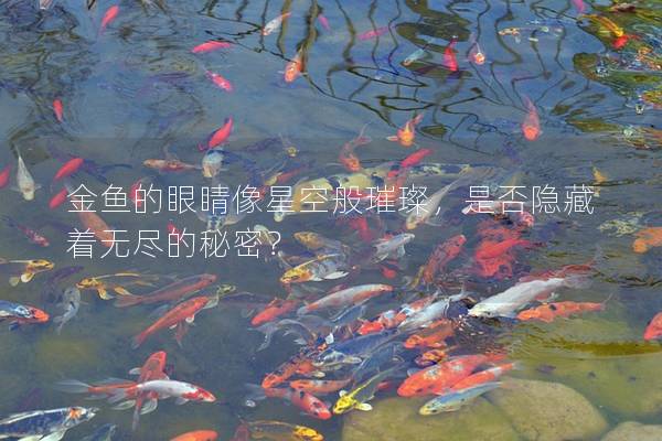 金鱼的眼睛像星空般璀璨，是否隐藏着无尽的秘密？