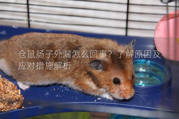 仓鼠肠子外漏怎么回事？了解原因及应对措施解析