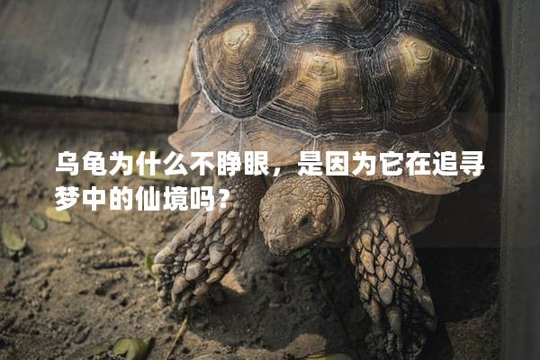 乌龟为什么不睁眼，是因为它在追寻梦中的仙境吗？