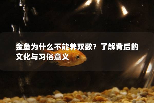 金鱼为什么不能养双数？了解背后的文化与习俗意义