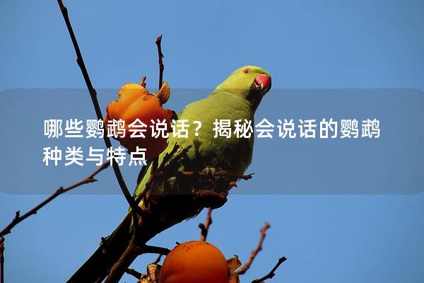 哪些鹦鹉会说话？揭秘会说话的鹦鹉种类与特点