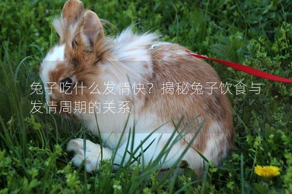 兔子吃什么发情快？揭秘兔子饮食与发情周期的关系
