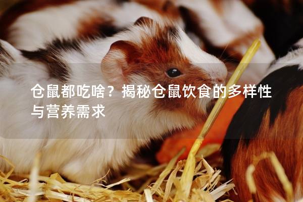 仓鼠都吃啥？揭秘仓鼠饮食的多样性与营养需求