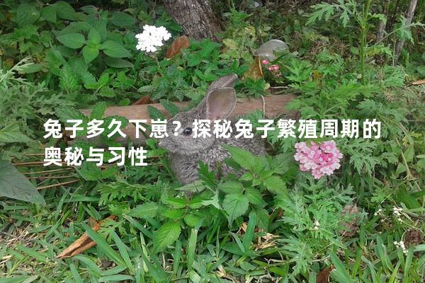兔子多久下崽？探秘兔子繁殖周期的奥秘与习性