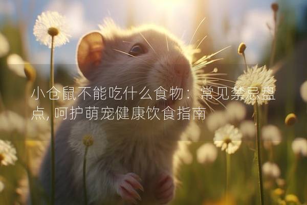 小仓鼠不能吃什么食物：常见禁忌盘点, 呵护萌宠健康饮食指南