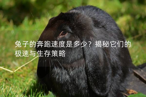 兔子的奔跑速度是多少？揭秘它们的极速与生存策略