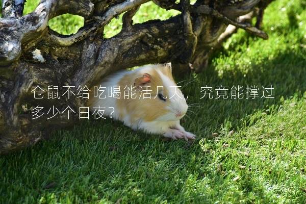 仓鼠不给吃喝能活几天，究竟能撑过多少个日夜？