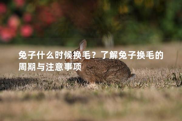 兔子什么时候换毛？了解兔子换毛的周期与注意事项