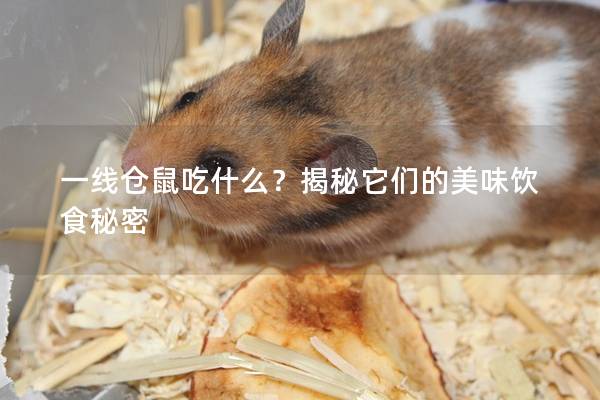一线仓鼠吃什么？揭秘它们的美味饮食秘密